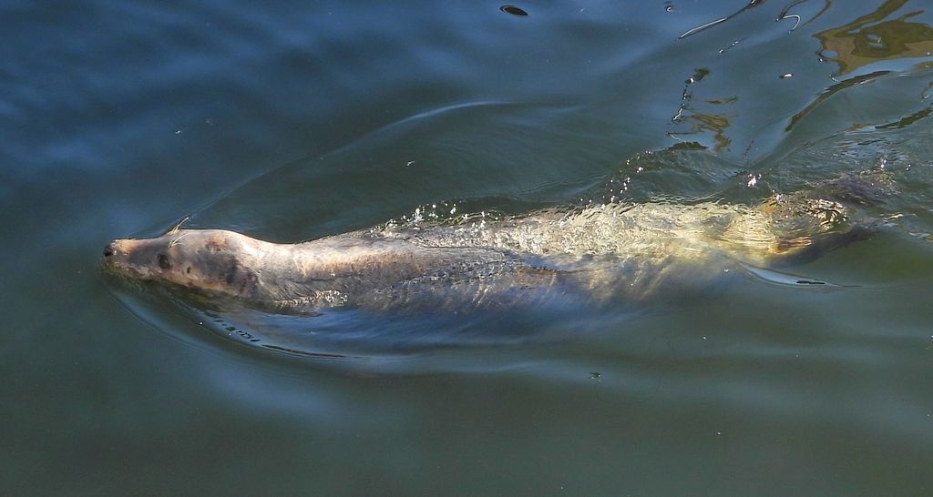 Szarytka morska, foka szara (Halichoerus grypus)