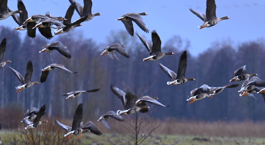 Gęś białoczelna, gęś białoczółka (Anser albifrons)