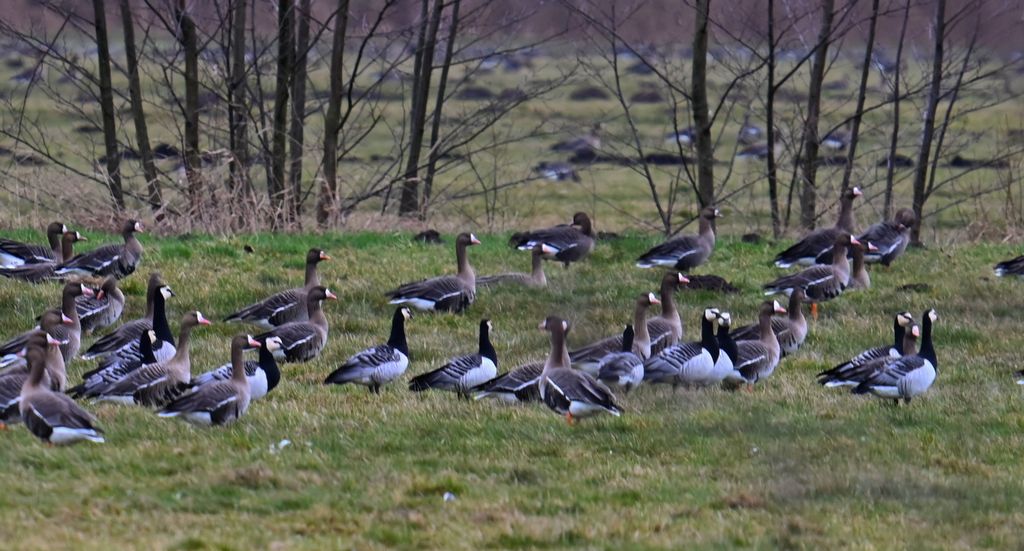 Gęś białoczelna, gęś białoczółka (Anser albifrons) i bernikla białolica (Branta leucopsis)