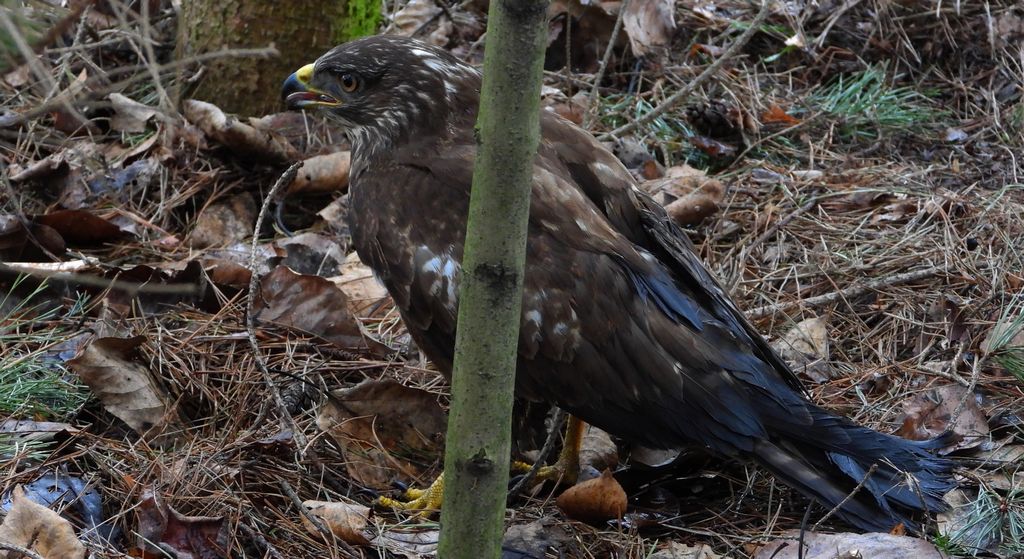 Myszołów (zwyczajny), myszołów (Buteo buteo)
