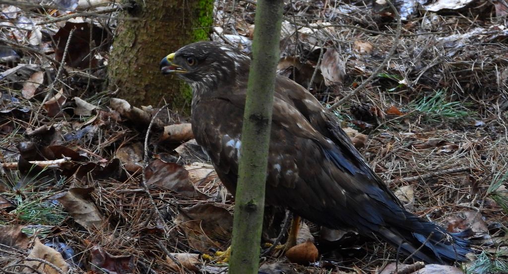 Myszołów (zwyczajny), myszołów (Buteo buteo)