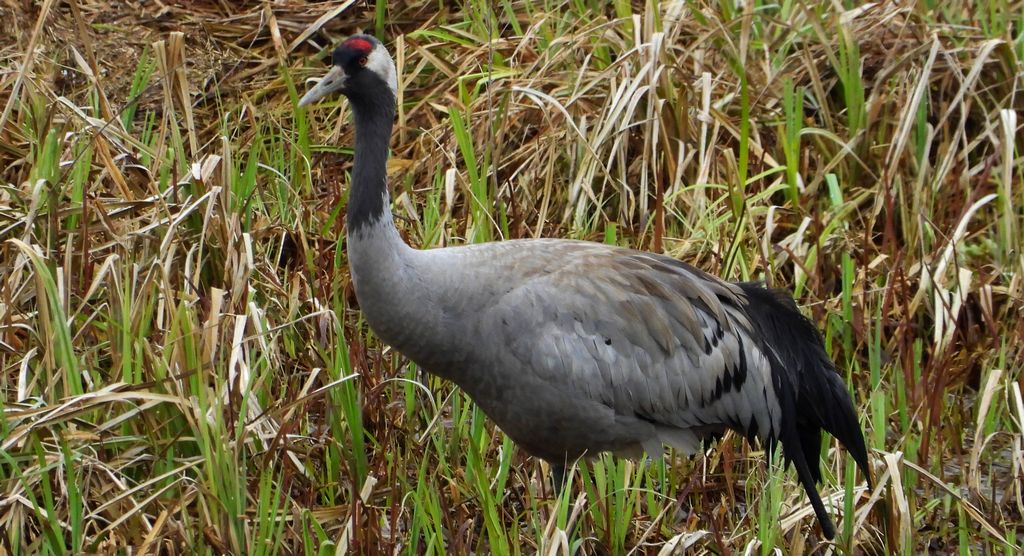 Żuraw, żuraw popielaty, żuraw szary (Grus grus)
