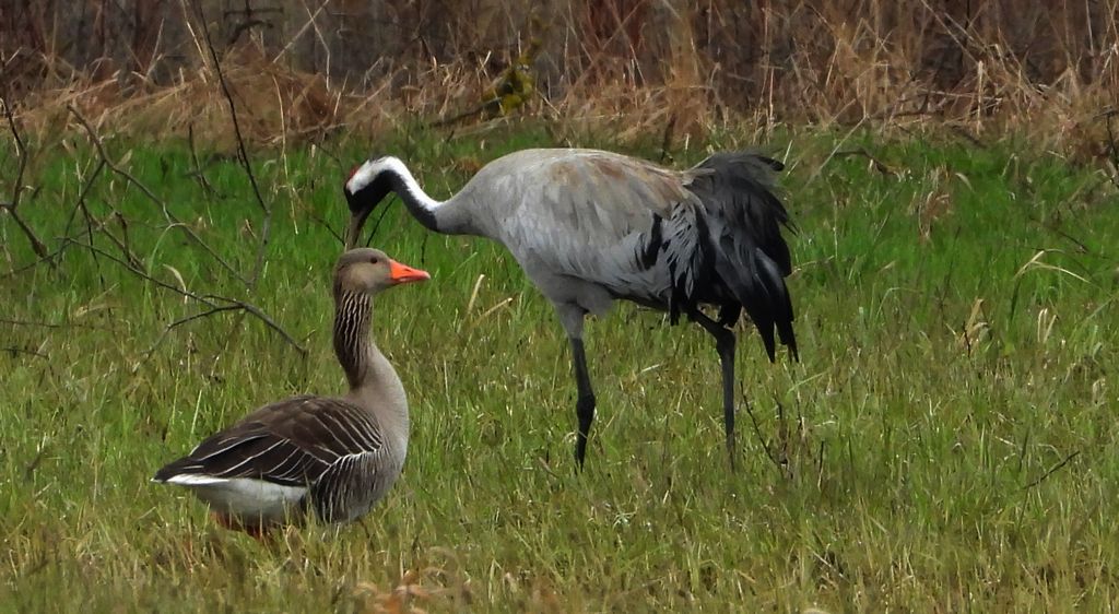 Żuraw, żuraw popielaty, żuraw szary (Grus grus) i gęgawa, gęś gęgawa (Anser anser)