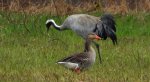 Żuraw, żuraw popielaty, żuraw szary (Grus grus) i gęgawa, gęś gęgawa (Anser anser)