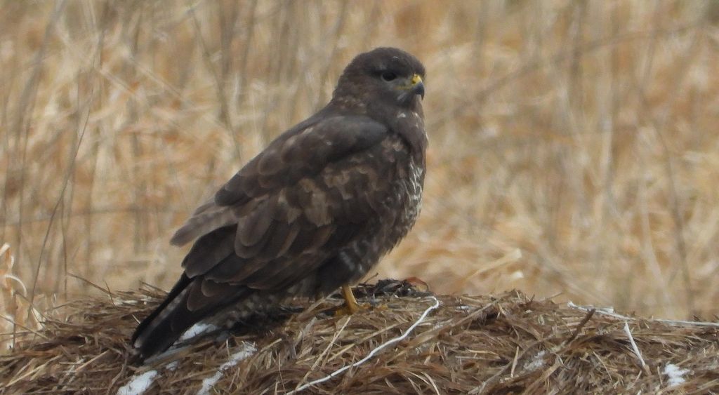 Myszołów (zwyczajny), myszołów (Buteo buteo)