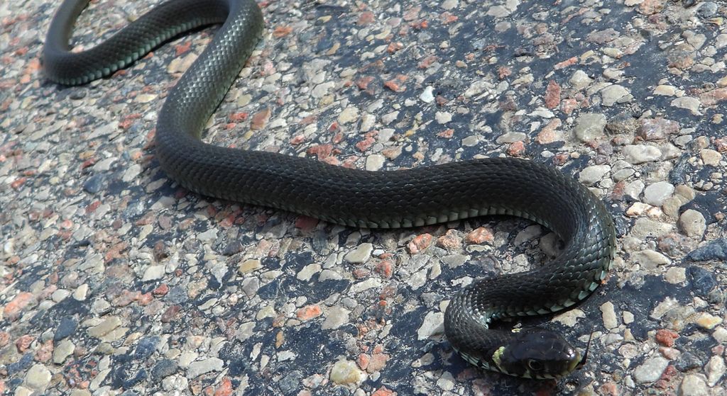 Zaskroniec zwyczajny (Natrix natrix)