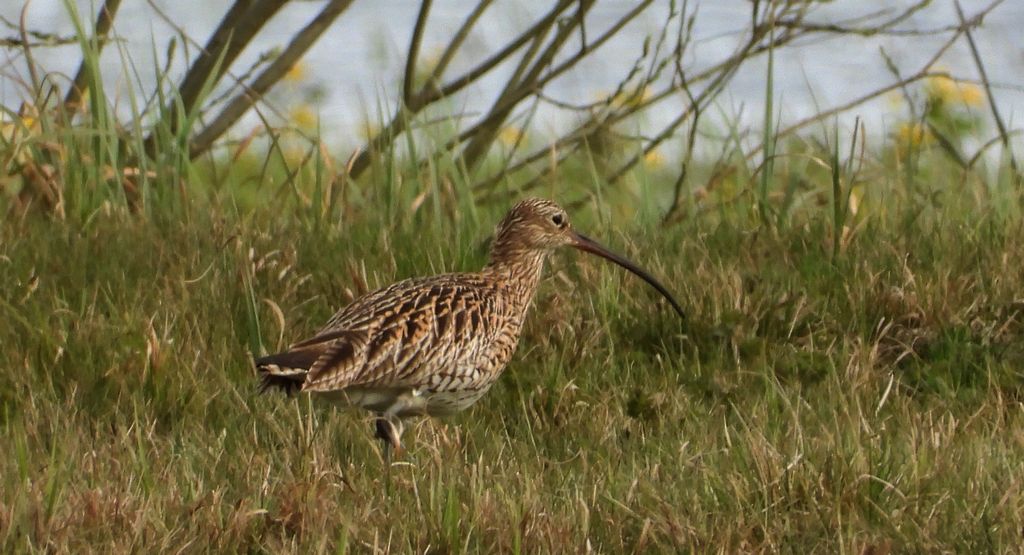 Kulik wielki (Numenius arquata)