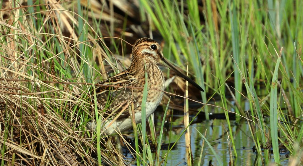Kszyk, bekas kszyk, bekas baranek (Gallinago gallinago)