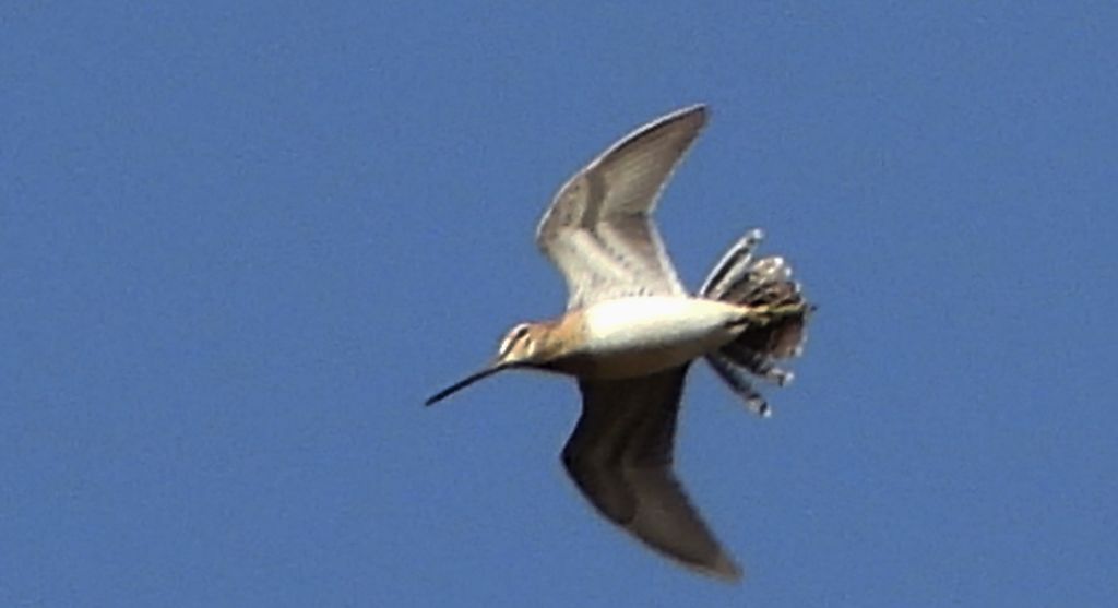 Kszyk, bekas kszyk, bekas baranek (Gallinago gallinago)