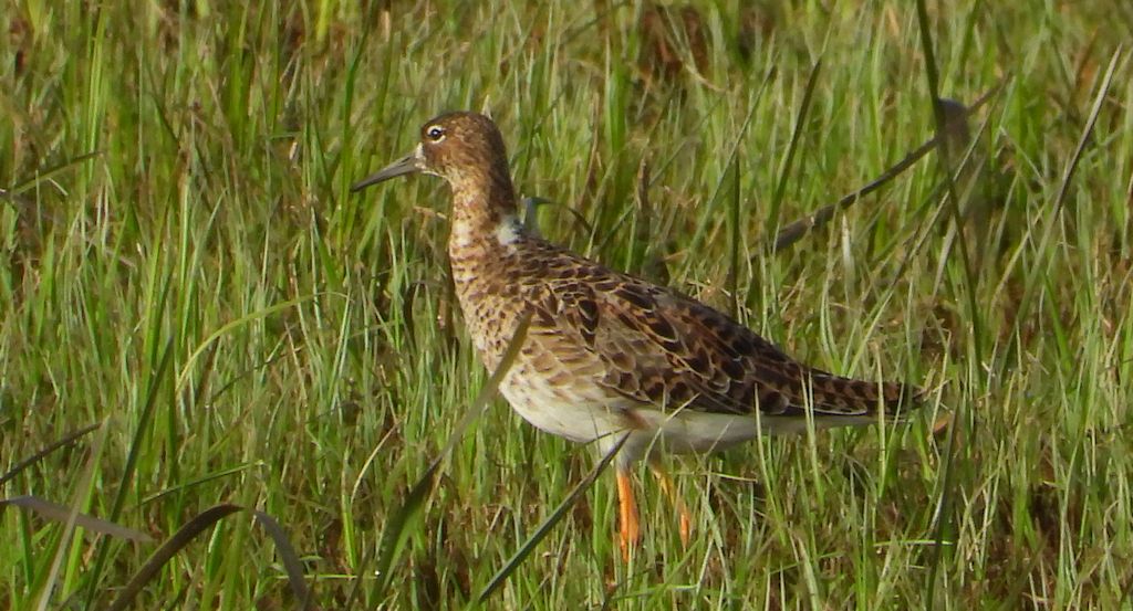 Batalion, bojownik batalion, bojownik zmienny, biegus bojownik, bojownik odmienny (Calidris pugnax)
