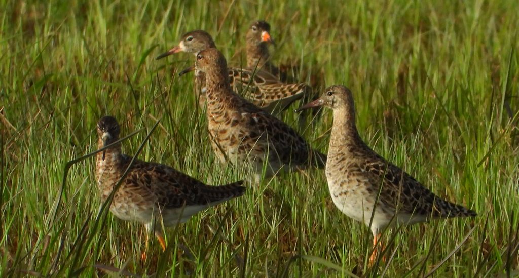 Batalion, bojownik batalion, bojownik zmienny, biegus bojownik, bojownik odmienny (Calidris pugnax)