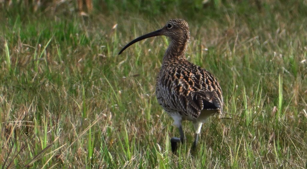 Kulik wielki (Numenius arquata)