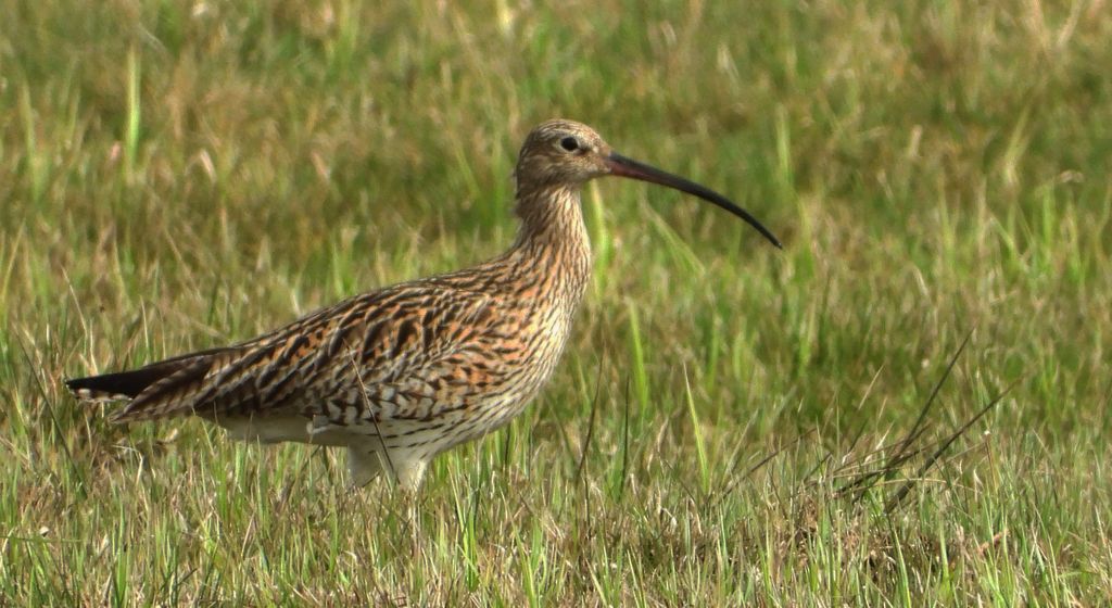 Kulik wielki (Numenius arquata)