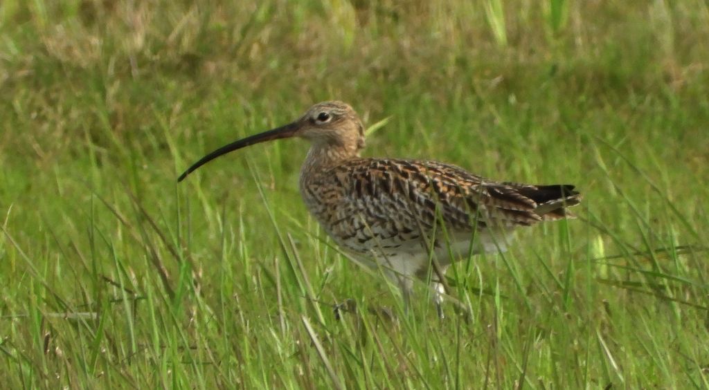 Kulik wielki (Numenius arquata)
