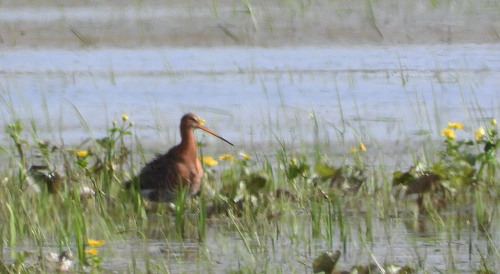 Rycyk, szlamik rycyk, szlamnik rycyk (Limosa limosa)