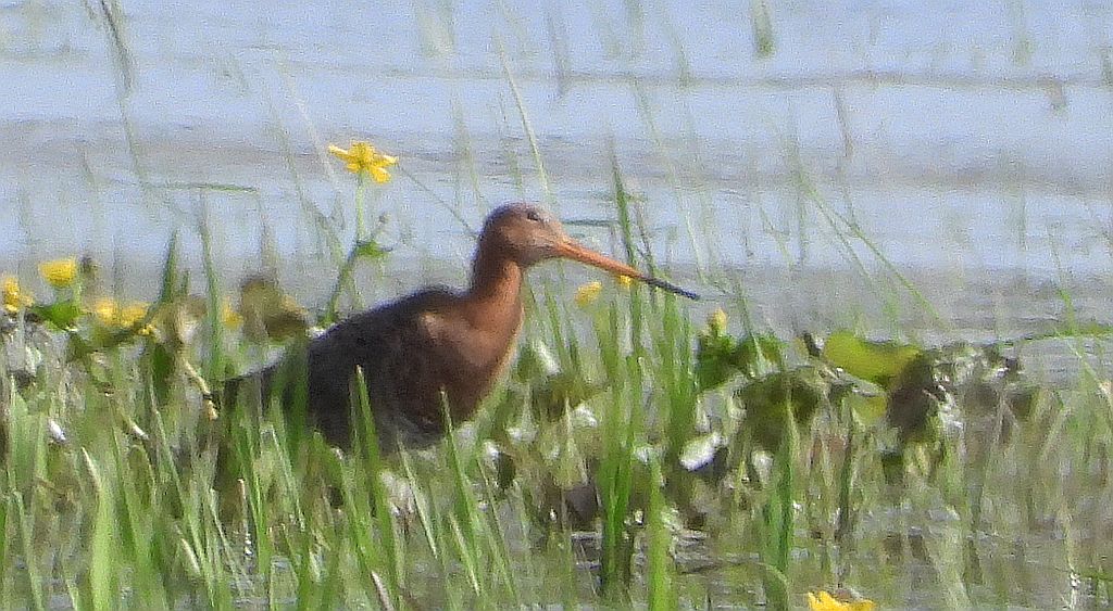 Rycyk, szlamik rycyk, szlamnik rycyk (Limosa limosa)
