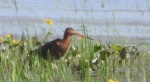 Rycyk, szlamik rycyk, szlamnik rycyk (Limosa limosa)