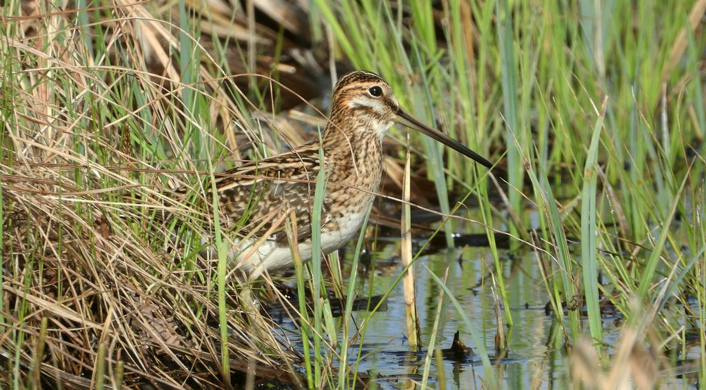 Kszyk, bekas kszyk, bekas baranek (Gallinago gallinago)