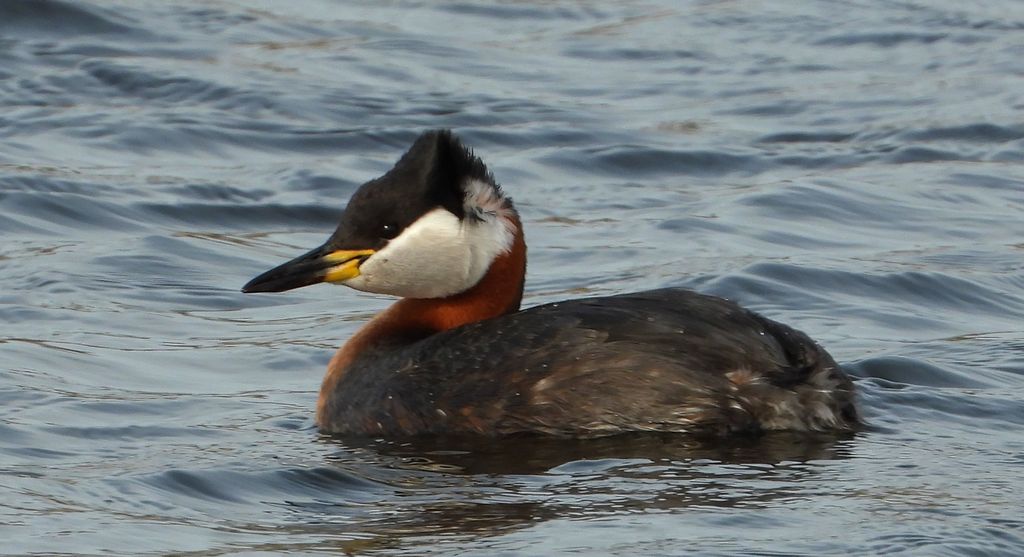 Perkoz rdzawoszyi (Podiceps grisegena)