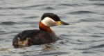 Perkoz rdzawoszyi (Podiceps grisegena)