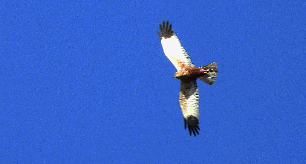 Błotniak stawowy (Circus aeruginosus)