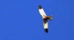 Błotniak stawowy (Circus aeruginosus)