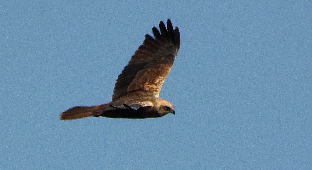 Błotniak stawowy (Circus aeruginosus)