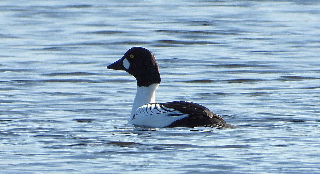 Gągoł, gągoł krzykliwy (Bucephala clangula)