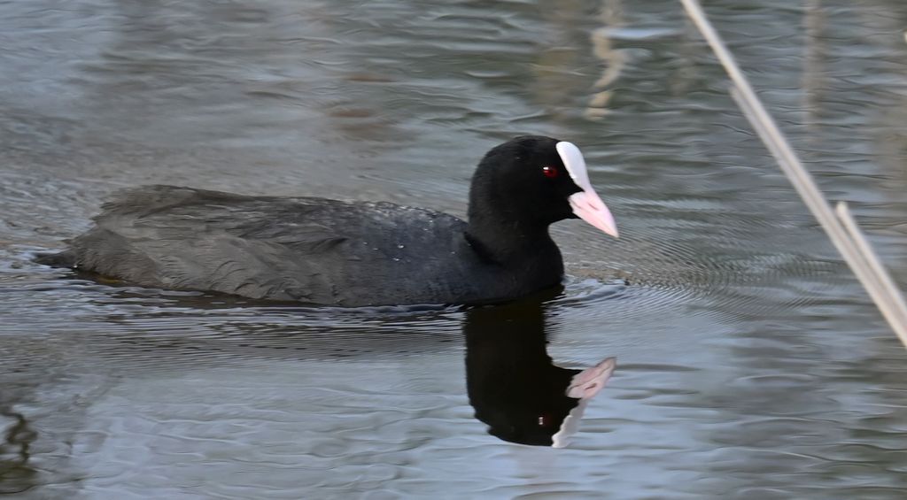 Łyska (Fulica atra)