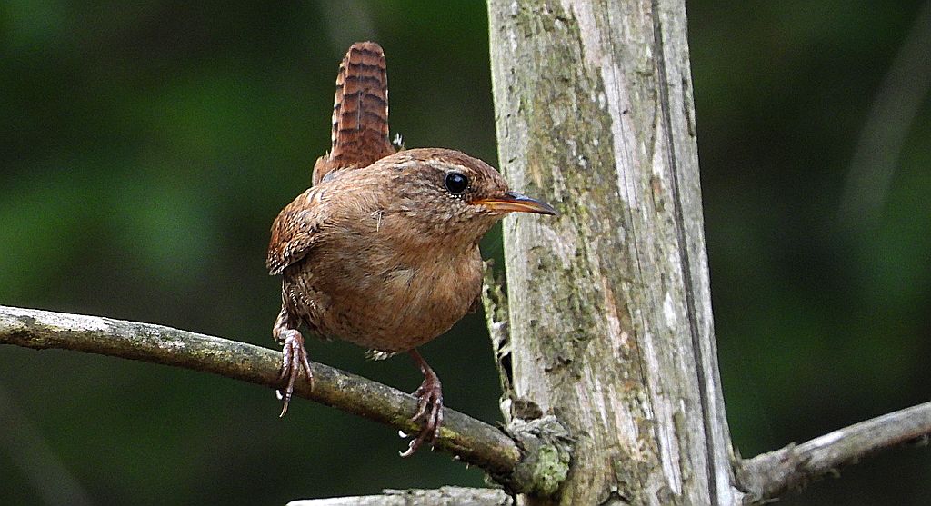 Strzyżyk, strzyżyk woleoczko, wole oczko (Troglodytes troglodytes)