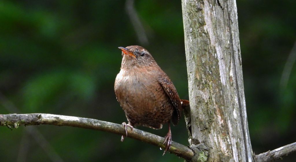Strzyżyk, strzyżyk woleoczko, wole oczko (Troglodytes troglodytes)