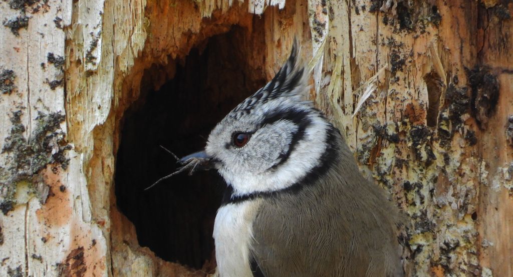Czubatka europejska, czubatka, sikora czubatka, sikora czubata (Lophophanes cristatus)