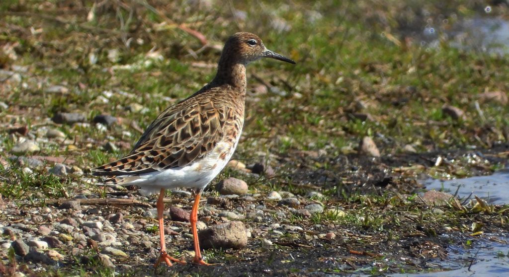 Batalion, bojownik batalion, bojownik zmienny, biegus bojownik, bojownik odmienny (Calidris pugnax)