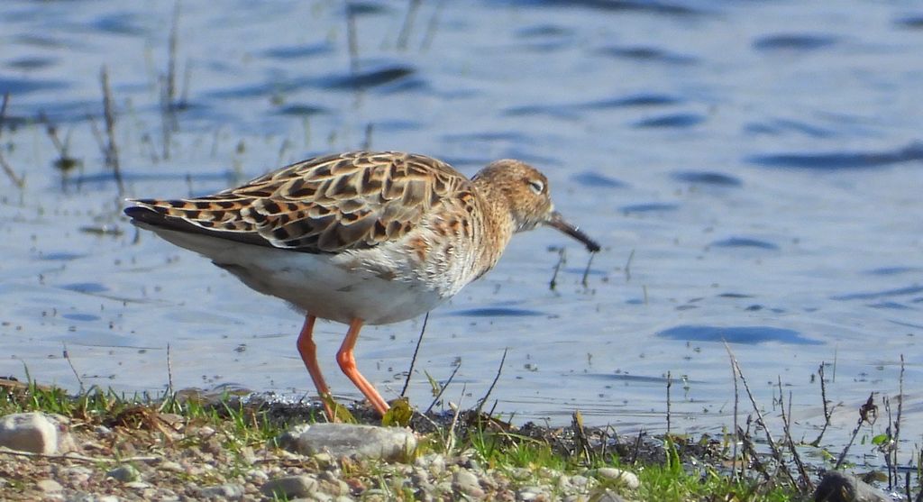 Batalion, bojownik batalion, bojownik zmienny, biegus bojownik, bojownik odmienny (Calidris pugnax)