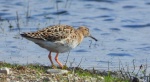 Batalion, bojownik batalion, bojownik zmienny, biegus bojownik, bojownik odmienny (Calidris pugnax)