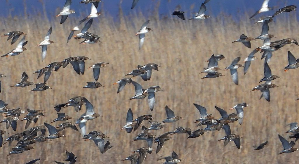 Batalion, bojownik batalion, bojownik zmienny, biegus bojownik, bojownik odmienny (Calidris pugnax)