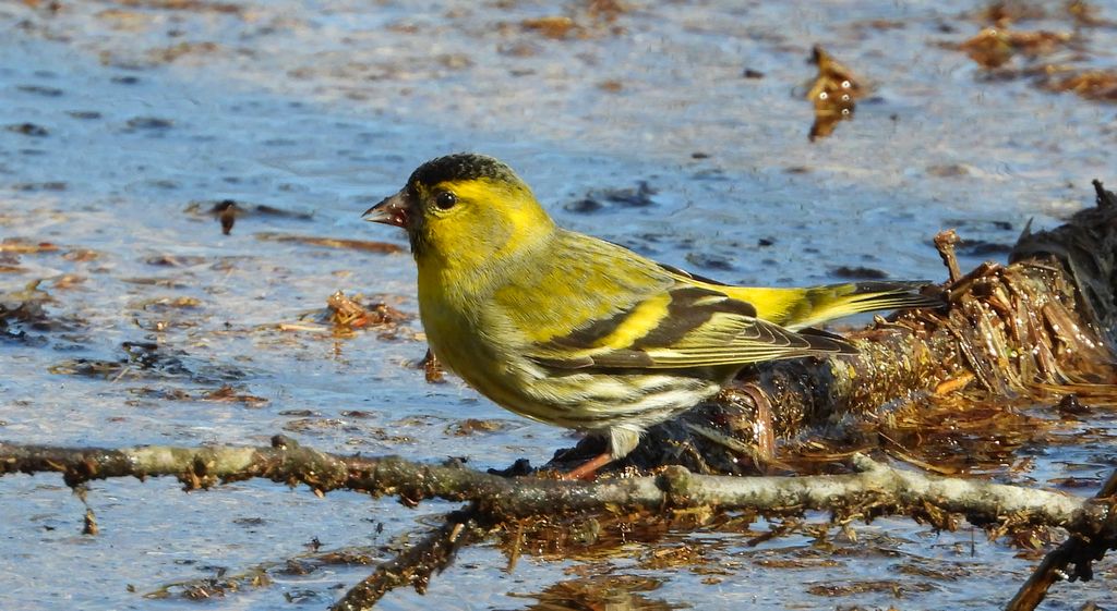 Czyż, czyż pospolity, czyżyk (Spinus spinus)