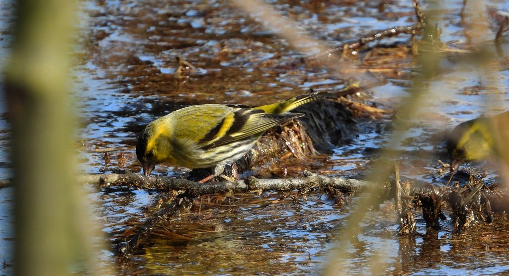 Czyż, czyż pospolity, czyżyk (Spinus spinus)