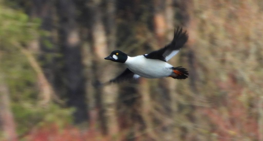 Gągoł, gągoł krzykliwy (Bucephala clangula)