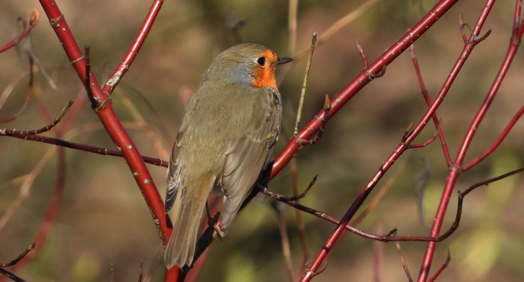Rudzik, rudzik zwyczajny, raszka (Erithacus rubecula)
