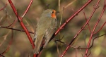 Rudzik, rudzik zwyczajny, raszka (Erithacus rubecula)