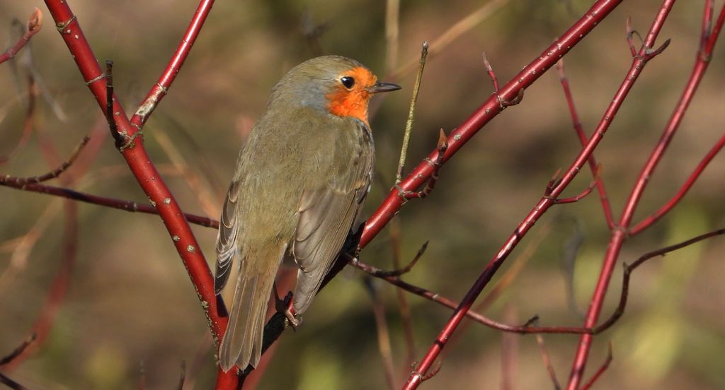 Rudzik, rudzik zwyczajny, raszka (Erithacus rubecula)