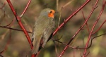 Rudzik, rudzik zwyczajny, raszka (Erithacus rubecula)