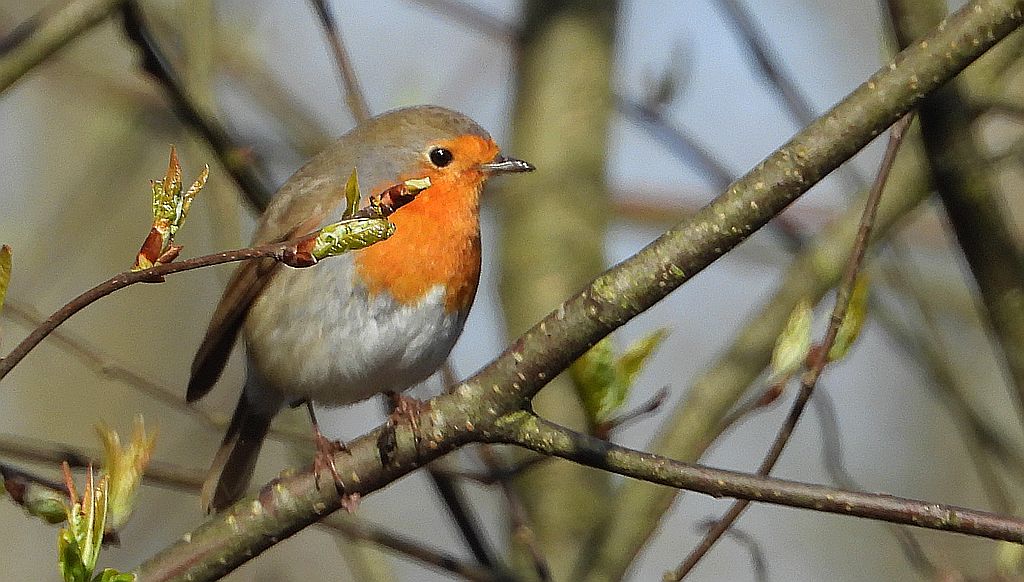 Rudzik, rudzik zwyczajny, raszka (Erithacus rubecula)