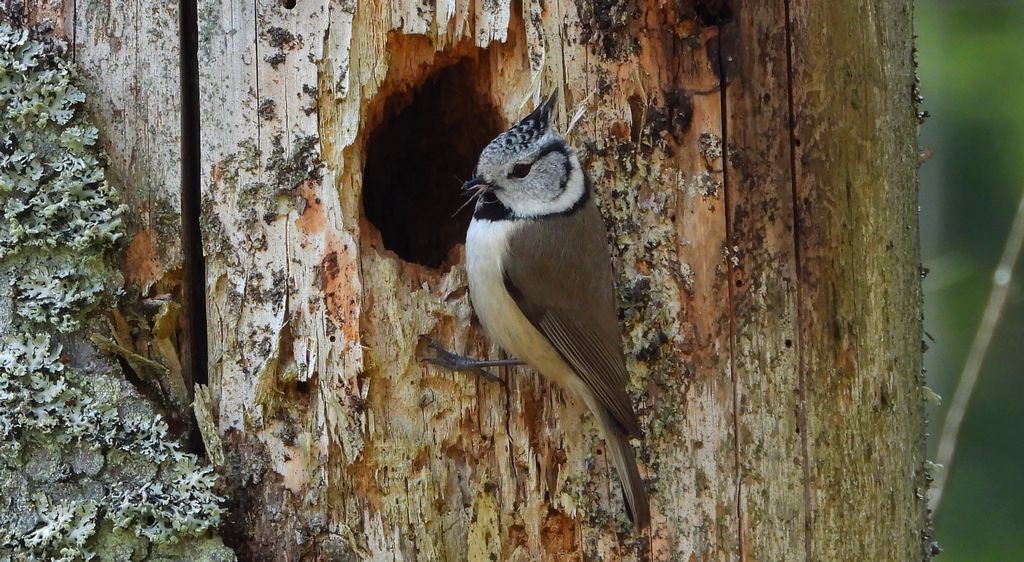 Czubatka europejska, czubatka, sikora czubatka, sikora czubata (Lophophanes cristatus)