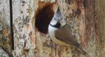 Czubatka europejska, czubatka, sikora czubatka, sikora czubata (Lophophanes cristatus)
