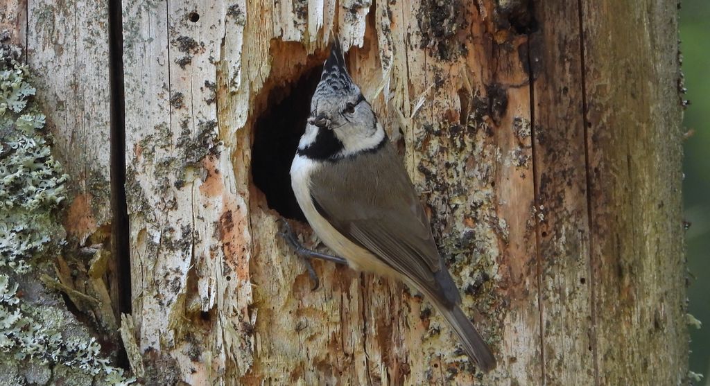 Czubatka europejska, czubatka, sikora czubatka, sikora czubata (Lophophanes cristatus)