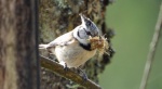 Czubatka europejska, czubatka, sikora czubatka, sikora czubata (Lophophanes cristatus)