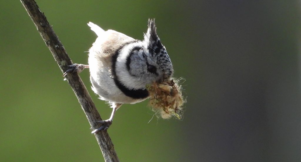 Czubatka europejska, czubatka, sikora czubatka, sikora czubata (Lophophanes cristatus)