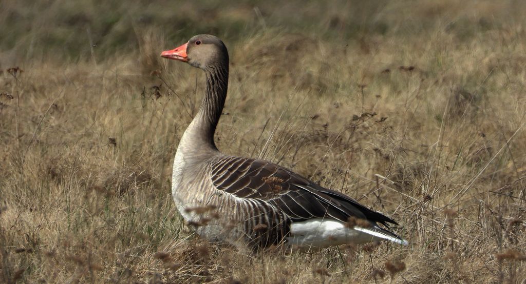 Gęgawa, gęś gęgawa (Anser anser)